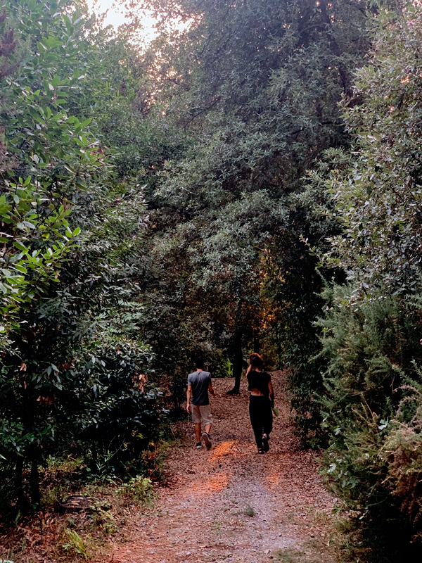 2024 D'un tratto nel folto bosco